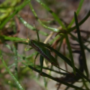 Conocephalus sp. (genus) at Hackett, ACT - 12 Dec 2018