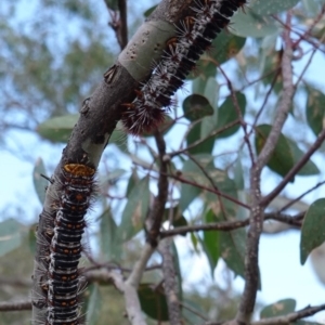 Chelepteryx collesi at Hughes, ACT - 12 Dec 2018