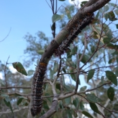 Chelepteryx collesi at Hughes, ACT - 12 Dec 2018 03:53 PM