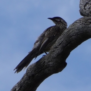 Anthochaera carunculata at Deakin, ACT - 12 Dec 2018 04:00 PM