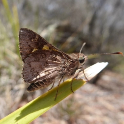 Trapezites phigalioides (Montane Ochre) at Point 4999 - 12 Dec 2018 by Christine