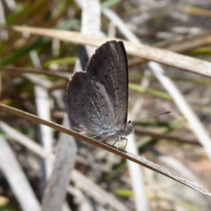 Erina acasta at Hackett, ACT - 12 Dec 2018 11:57 AM