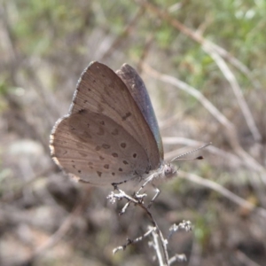 Erina hyacinthina at Point 4999 - 12 Dec 2018 12:04 PM