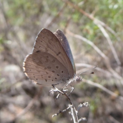 Erina hyacinthina (Varied Dusky-blue) at Point 4999 - 12 Dec 2018 by Christine