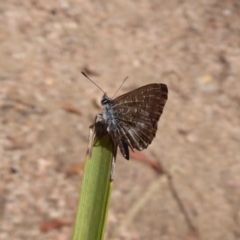 Neolucia agricola (Fringed Heath-blue) at Hackett, ACT - 12 Dec 2018 by Christine