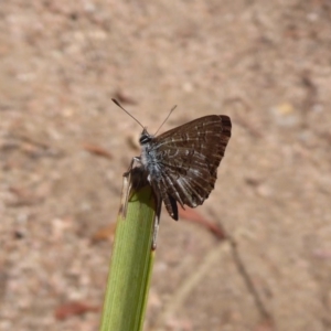 Neolucia agricola at Hackett, ACT - 12 Dec 2018