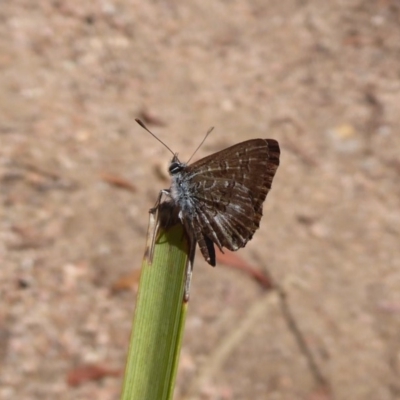 Neolucia agricola (Fringed Heath-blue) at Hackett, ACT - 12 Dec 2018 by Christine