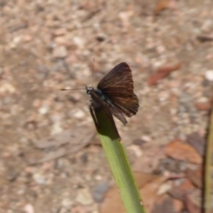 Neolucia agricola at Hackett, ACT - 12 Dec 2018 12:06 PM