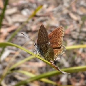 Neolucia agricola at Point 4999 - 12 Dec 2018