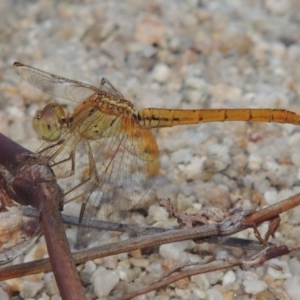 Diplacodes haematodes at Paddys River, ACT - 9 Dec 2018