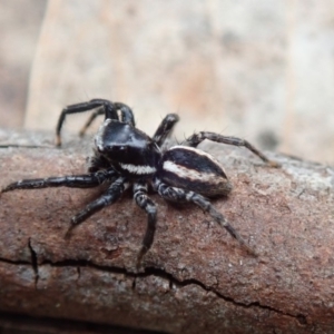 Jotus sp. (genus) at Cotter River, ACT - 24 Nov 2018 01:06 PM