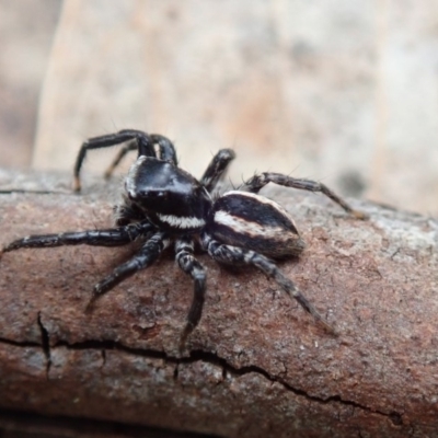 Jotus sp. (genus) (Unidentified Jotus Jumping Spider) at Cotter River, ACT - 24 Nov 2018 by Laserchemisty