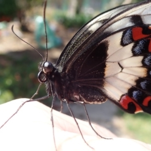 Papilio aegeus at Spence, ACT - 29 Oct 2018 02:26 PM