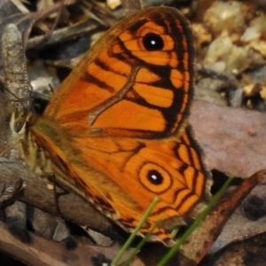 Geitoneura acantha at Paddys River, ACT - 12 Dec 2018 04:15 PM