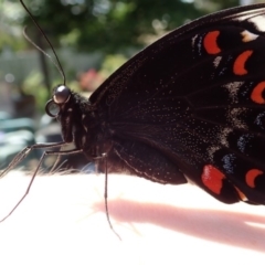 Papilio aegeus (Orchard Swallowtail, Large Citrus Butterfly) at Spence, ACT - 10 Nov 2018 by Laserchemisty