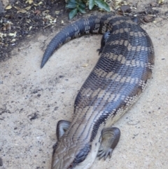 Tiliqua scincoides scincoides (Eastern Blue-tongue) at Spence, ACT - 26 Oct 2018 by Laserchemisty