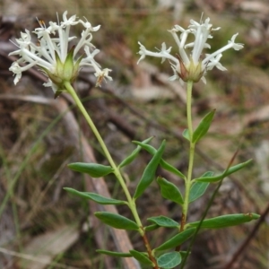 Pimelea treyvaudii at Paddys River, ACT - 12 Dec 2018