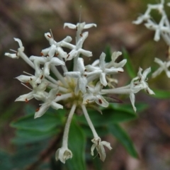 Pimelea treyvaudii at Paddys River, ACT - 12 Dec 2018