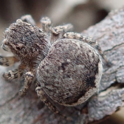 Maratus vespertilio (Bat-like peacock spider) at Spence, ACT - 17 Nov 2018 by Laserchemisty
