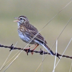 Anthus australis at Tharwa, ACT - 11 Dec 2018 11:04 AM