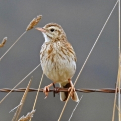 Anthus australis at Tharwa, ACT - 11 Dec 2018 11:04 AM