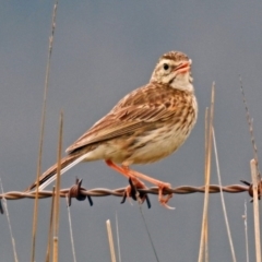 Anthus australis at Tharwa, ACT - 11 Dec 2018 11:04 AM