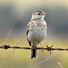 Anthus australis at Tharwa, ACT - 11 Dec 2018 11:04 AM