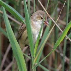 Acrocephalus australis at Paddys River, ACT - 11 Dec 2018 02:55 PM