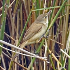 Acrocephalus australis at Paddys River, ACT - 11 Dec 2018 02:55 PM