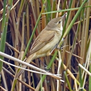 Acrocephalus australis at Paddys River, ACT - 11 Dec 2018 02:55 PM