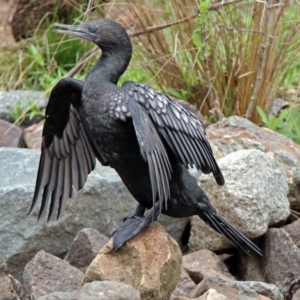 Phalacrocorax sulcirostris at Paddys River, ACT - 11 Dec 2018 02:14 PM