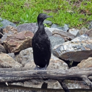 Phalacrocorax sulcirostris at Paddys River, ACT - 11 Dec 2018 02:14 PM