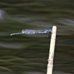 Austrolestes leda (Wandering Ringtail) at Paddys River, ACT - 11 Dec 2018 by RodDeb