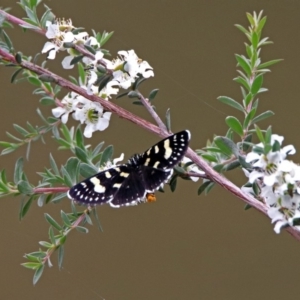 Phalaenoides tristifica at Paddys River, ACT - 11 Dec 2018 02:57 PM