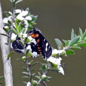 Phalaenoides tristifica at Paddys River, ACT - 11 Dec 2018 02:57 PM