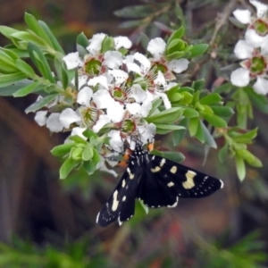 Phalaenoides tristifica at Paddys River, ACT - 11 Dec 2018