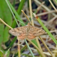 Scopula rubraria (Reddish Wave, Plantain Moth) at Tharwa, ACT - 11 Dec 2018 by RodDeb