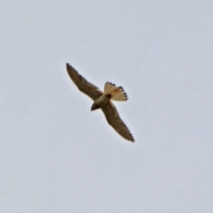 Falco cenchroides (Nankeen Kestrel) at Paddys River, ACT - 10 Dec 2018 by RodDeb