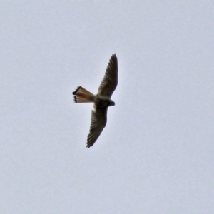 Falco cenchroides at Paddys River, ACT - 11 Dec 2018 10:45 AM