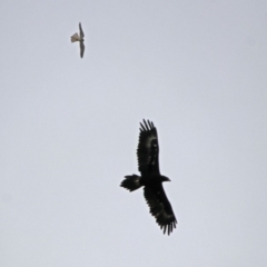 Falco cenchroides at Paddys River, ACT - 11 Dec 2018 10:45 AM