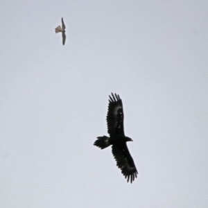 Falco cenchroides at Paddys River, ACT - 11 Dec 2018 10:45 AM