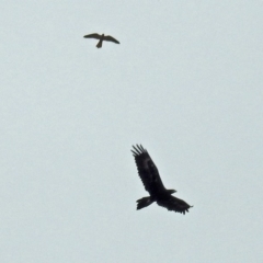 Falco cenchroides at Paddys River, ACT - 11 Dec 2018 10:45 AM