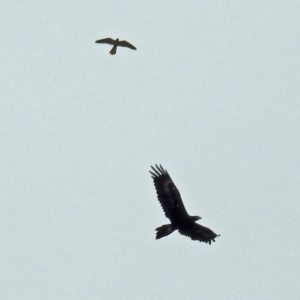 Falco cenchroides at Paddys River, ACT - 11 Dec 2018 10:45 AM