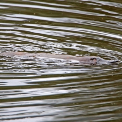 Ornithorhynchus anatinus (Platypus) at Tidbinbilla Nature Reserve - 11 Dec 2018 by RodDeb