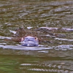 Ornithorhynchus anatinus at Paddys River, ACT - 11 Dec 2018