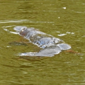 Ornithorhynchus anatinus at Paddys River, ACT - 11 Dec 2018