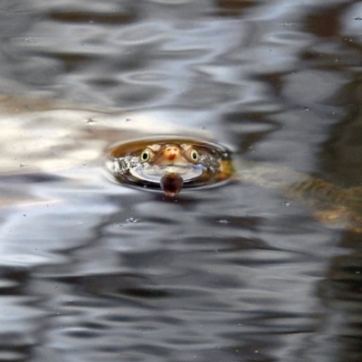 Chelodina longicollis (Eastern Long-necked Turtle) at Tidbinbilla Nature Reserve - 11 Dec 2018 by RodDeb