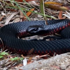 Pseudechis porphyriacus (Red-bellied Black Snake) at Tidbinbilla Nature Reserve - 11 Dec 2018 by RodDeb