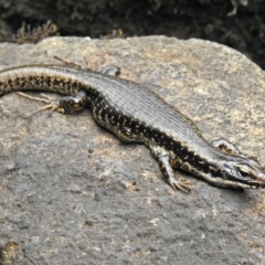 Eulamprus heatwolei (Yellow-bellied Water Skink) at Paddys River, ACT - 11 Dec 2018 by RodDeb