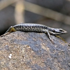 Eulamprus heatwolei at Paddys River, ACT - 11 Dec 2018